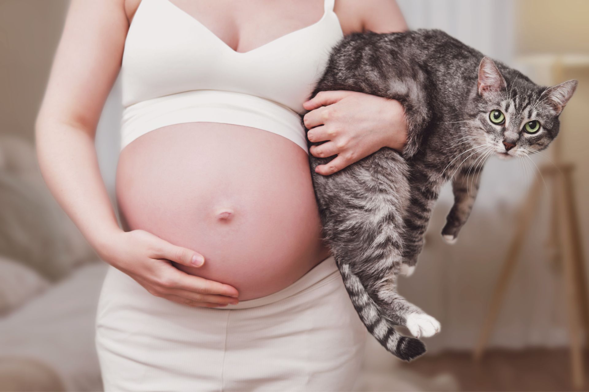 ciąża a toksoplazmoza - fakty i mity